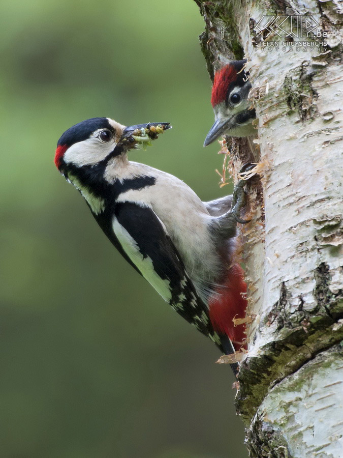 Young wild animals - Great spotted woodpecker with juvenile This spring I spent a lot of time in nature and I had some unique opportunities to photograph some young animals and birds. These are my best photos of a wild boar piglet, young tawny owls, a juvenile woodpecker and a cute red fox cub. All photos except the ones of the wild boars are made in their natural habitat in my home region.  Stefan Cruysberghs